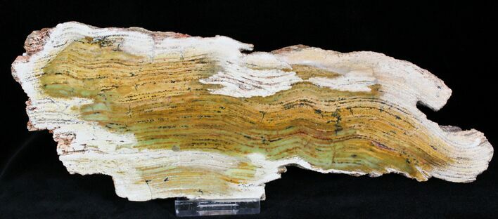 Strelley Pool Stromatolite - Oldest Known Life ( Billion Years) #22483
